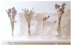 lavandula_interior