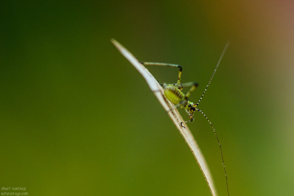 Insecte