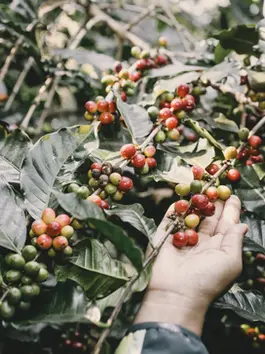 Agronomist — The Bridge Between Knowledge and Producers