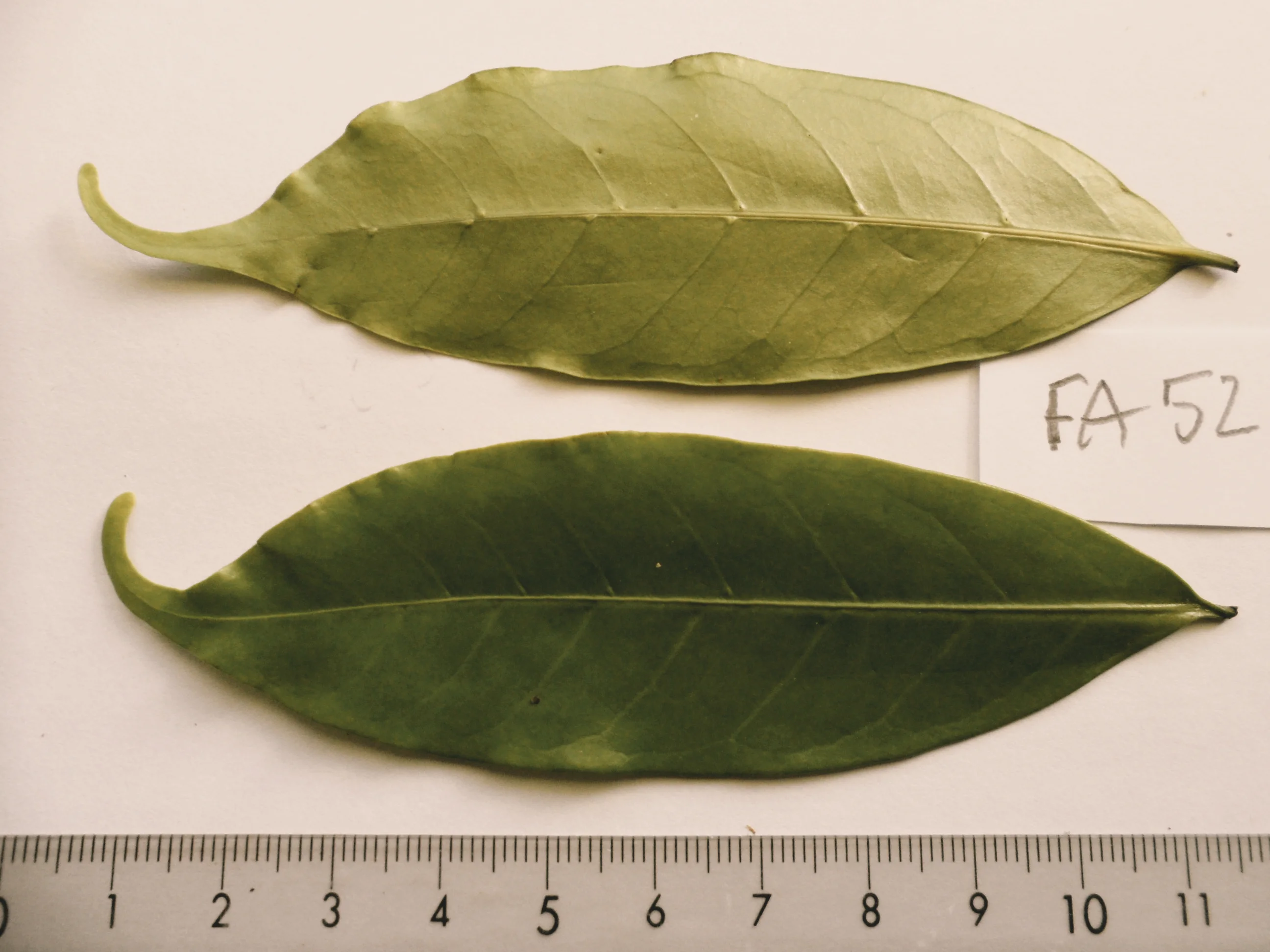 Coffea Stenphylla leaves