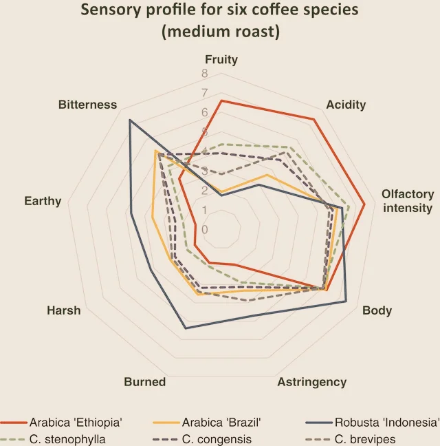 Coffea Stenphylla sensory profile