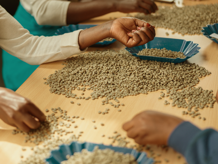 Green Coffee Quality Control