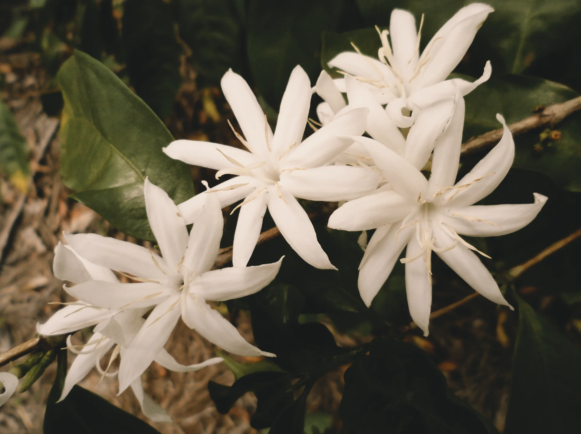 Coffea Stenphylla flowers