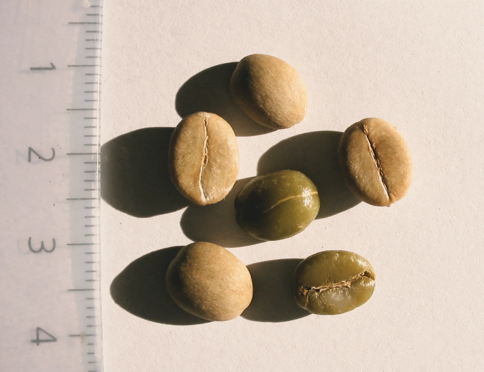Coffea Stenphylla green beans