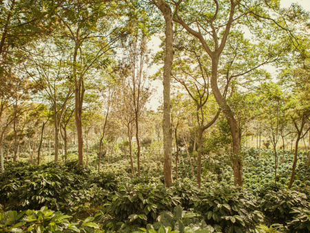 A coffee farm