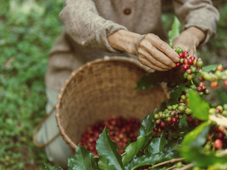 Coffee workers - poor pickers