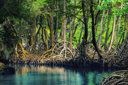 SEE: PARQUE NACIONAL LOS HAITISES