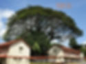 Arborist Singapore Heritage Rain Tree