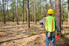 istockphoto-185289339-170667a.jpeg