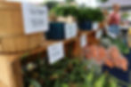 Produce at the Mattapan Square Farmers Market