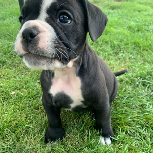 Cicollus Bulldogs, Continental Bulldog Züchter Aarau, Schweiz