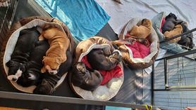 Cicollus Continental Bulldog Zucht Aarau