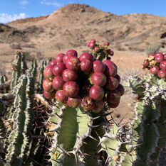 Euphorbia ledienii var. ledienii(6).jpeg