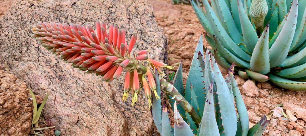 Aloe namibensis.jpeg
