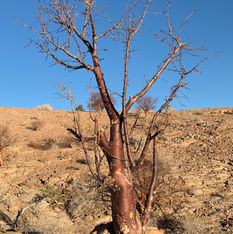 Sterculiaceae (The Cocoa Family)