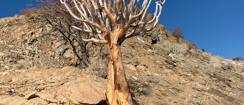 Aloidendron dichotomum(3).jpeg