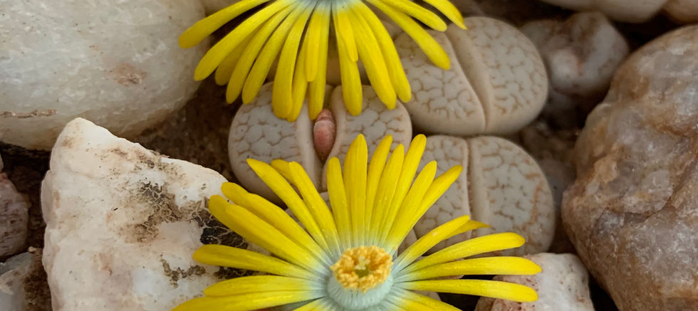 Lithops gracilidelineata.jpeg