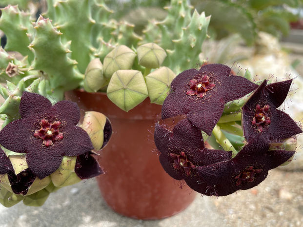 Stapelia olivacea.jpeg
