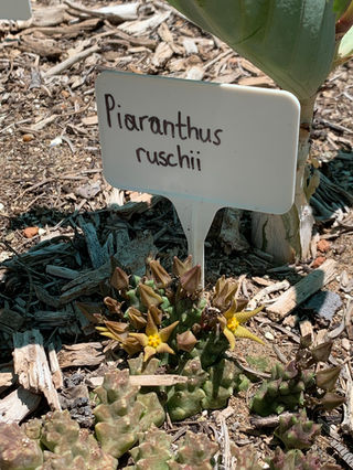 Piaranthus ruschii.jpeg