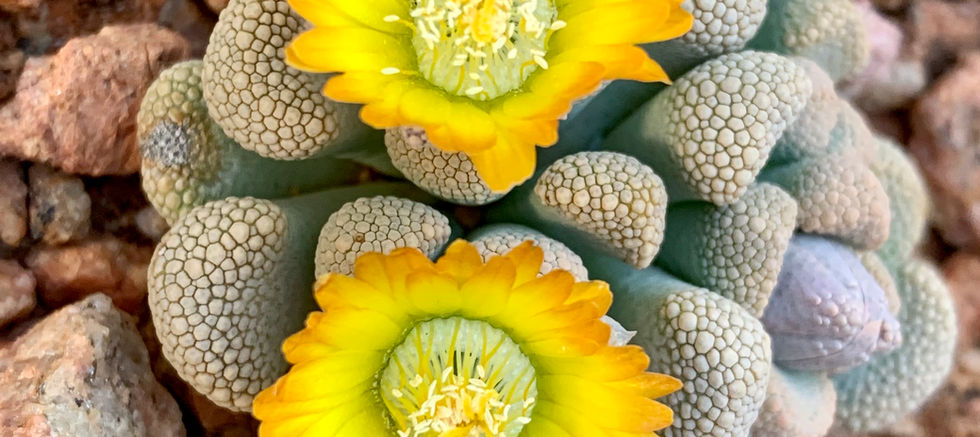 Lithops schwantesii var. schwantesii.jpeg