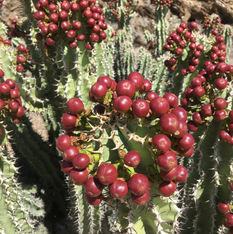 Euphorbia ledienii var. ledienii(1).jpeg
