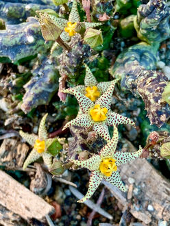 Stapelia geminata.jpeg
