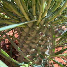 Euphorbia clandestina(4).jpeg
