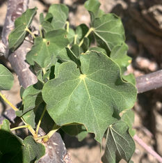 Sterculiaceae (The Cocoa Family)
