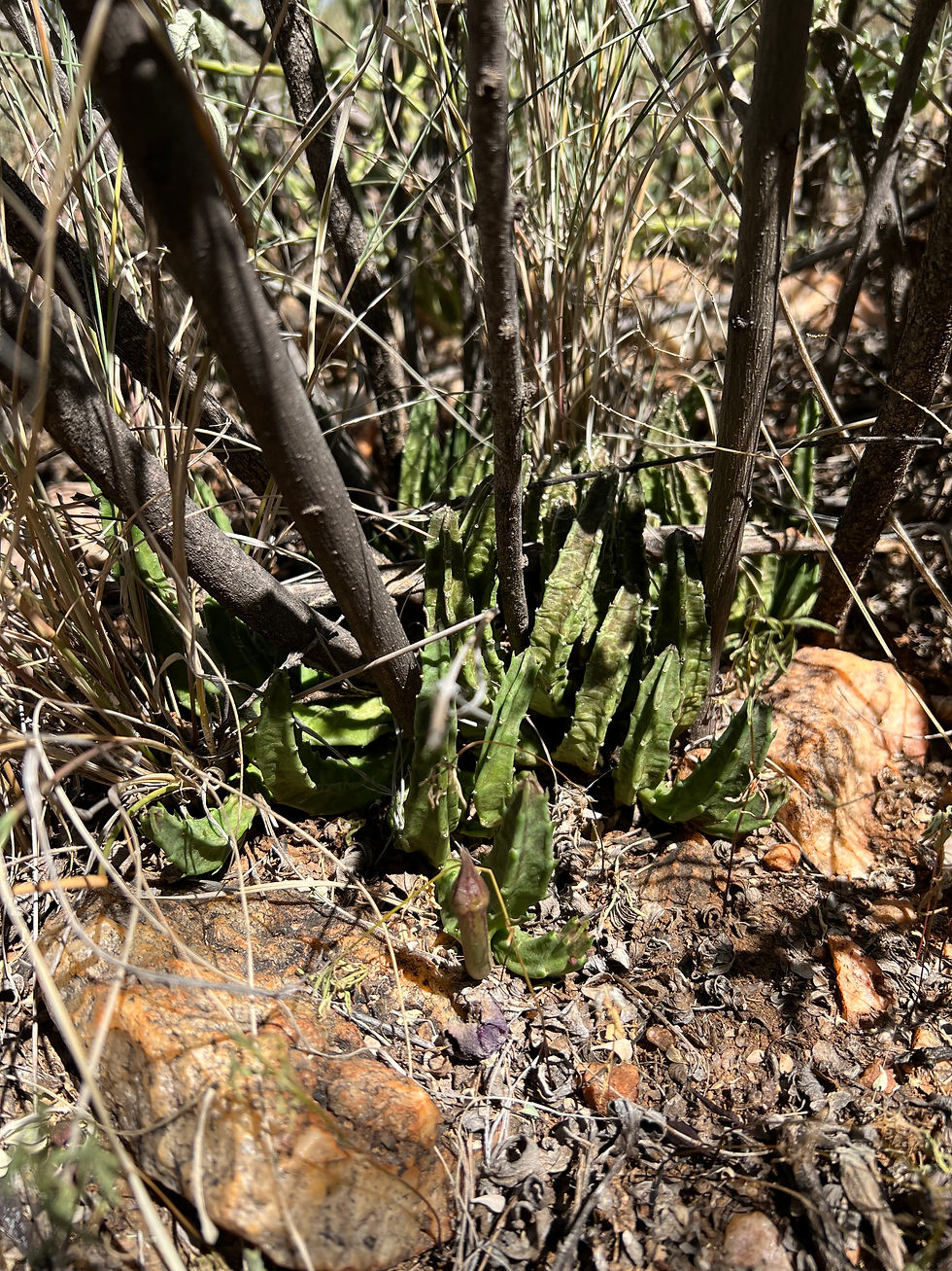 Stapelia Shinzii