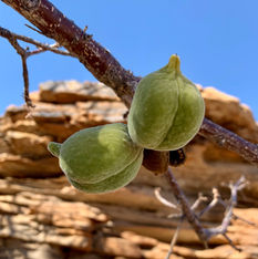 Sterculiaceae (The Cocoa Family)