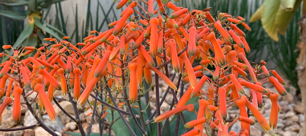 Aloe striata.jpeg