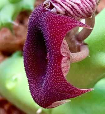 Stapelia leendertziae(1).jpeg