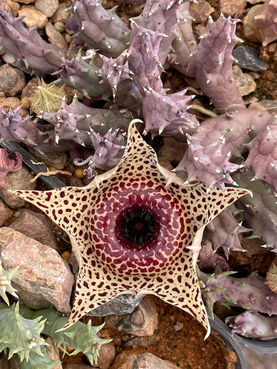 Huernia zebrina subsp. insigniflora.jpeg