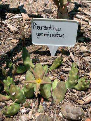 Piaranthus germinatus.jpeg