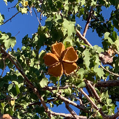 Sterculiaceae (The Cocoa Family)