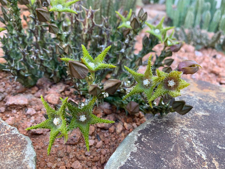 Orbea dummeri.jpeg