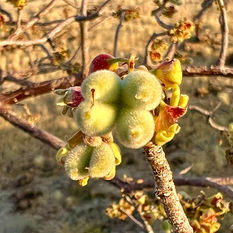 Sterculiaceae (The Cocoa Family)