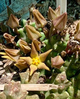 Stapelia geminata(3).jpeg