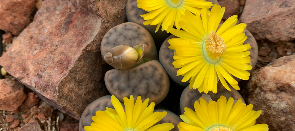 Lithops bromfieldii var. mennellii.jpeg