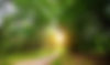197796449-curved-road-green-forest-sprin_edited.jpg