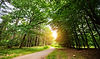 197796449-curved-road-green-forest-sprin_edited.jpg