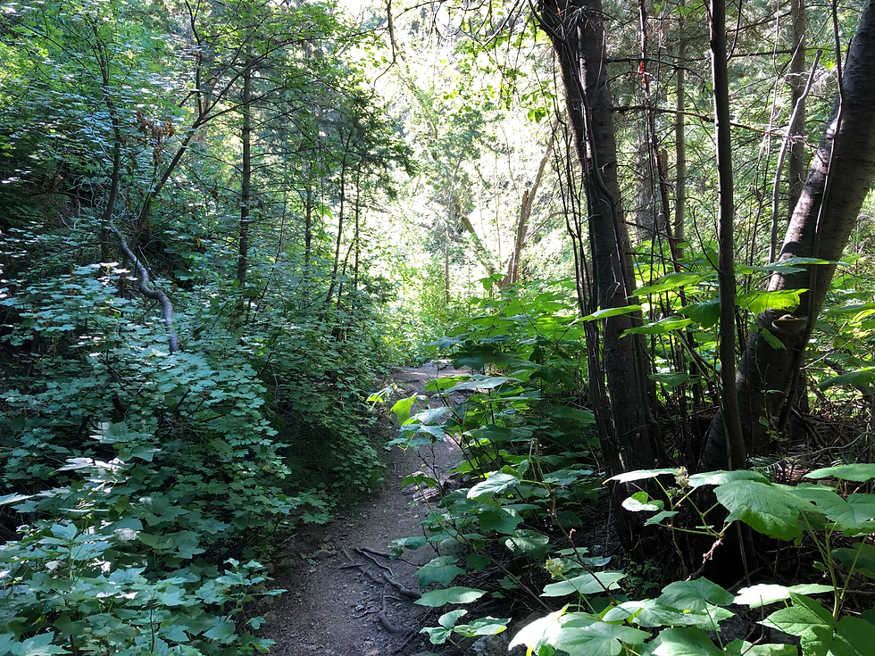 Deuel Creek Trail.JPG