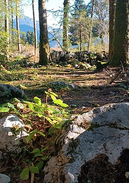 photo d'un sous-bois