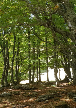 photo d'un sous-bois
