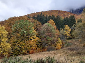 photo de forêt en automne