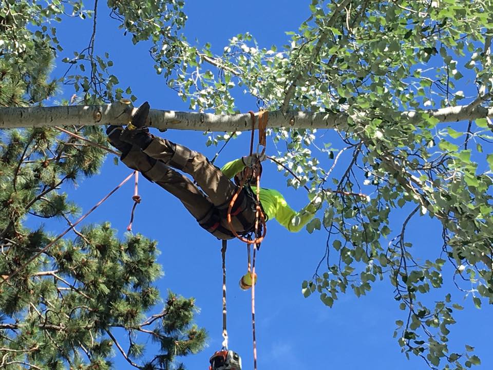 Home | Montana | All Tree Services