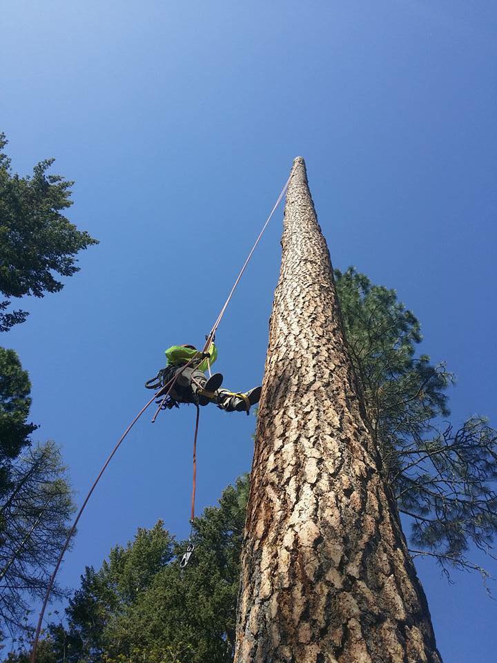 Home | Montana | All Tree Services