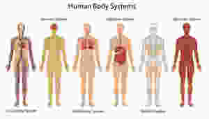 6 Human Body Systems