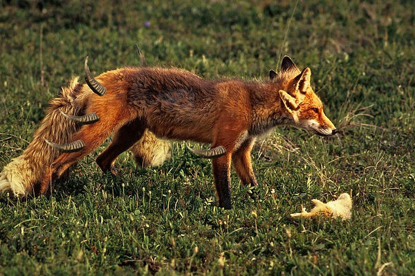 horned_fox_by_ogonoartfamily_d77v5zw-ful