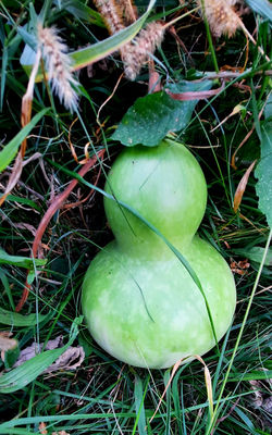 Birdhouse Gourd